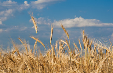 Golden, ripe wheat