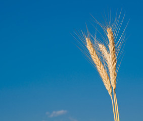 Fototapeta premium Golden, ripe wheat