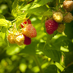 The raspberry keeps up