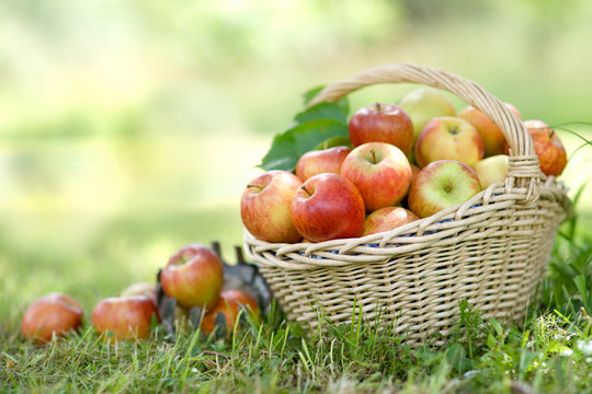 Erntezeit, &Auml;pfel