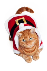A fat orange Tabby cat wearing a red and white Santa suit