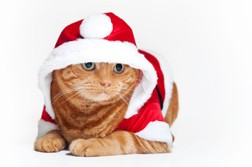 A fat orange Tabby cat wearing a red and white Santa suit