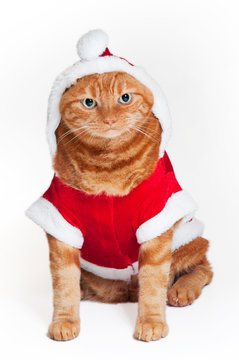 A fat orange Tabby cat wearing a red and white Santa suit