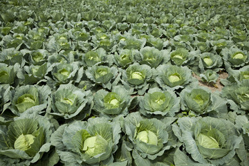Fototapeta na wymiar cabbages