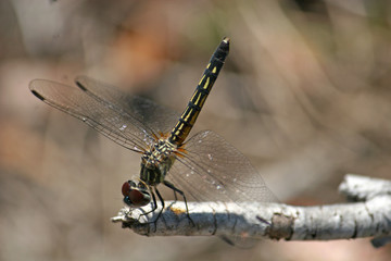 dragonfly