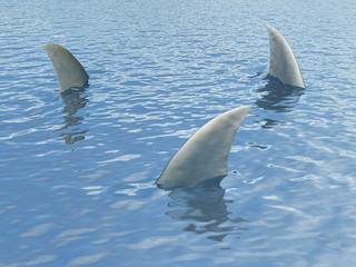 three sharks fin sticking out of the water - obrazy, fototapety, plakaty