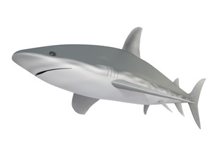 shark on a white background