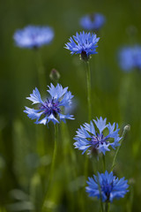 Obraz premium cornflower