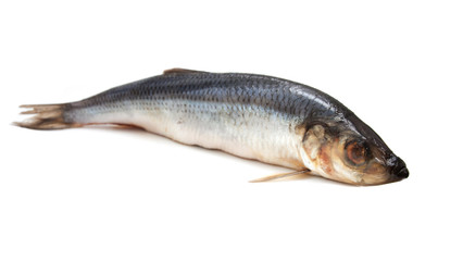 Fresh herring fish isolated on white background