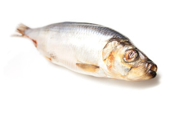 Fresh herring fish isolated on white background