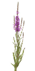 purple loosestrife
