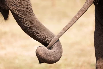 Zelfklevend Fotobehang elephant love © Stéphane Bidouze