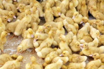 chick farm