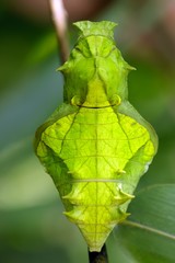 butterfly pupa face
