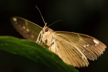 night butterfly portrait - Powered by Adobe