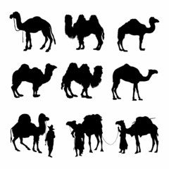 Camels Silhouettes detailed