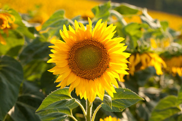 Girasole