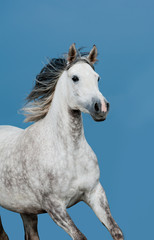 Plakat arabian horse