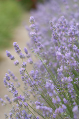 Naklejka premium purple lavander flower