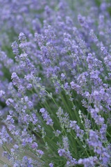 purple lavander flower