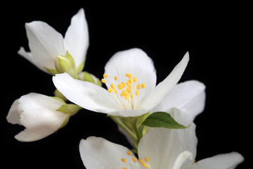 Obraz na płótnie Canvas jasmine flowers