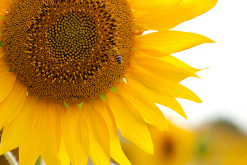 Naklejka premium Girasole