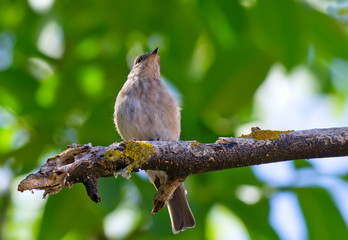 sparrow