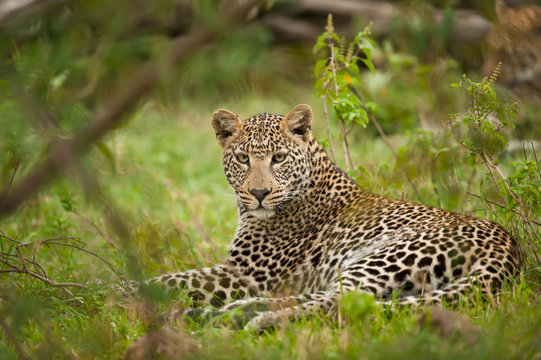 Leopardo tra il fogliame