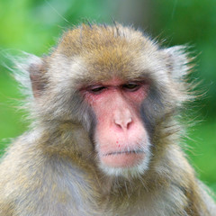 angry macaque