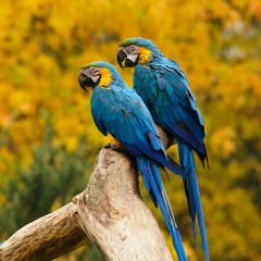 two parrots sitting on a bole