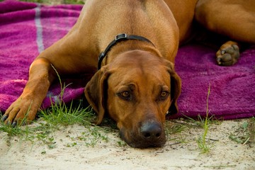 Rhodesian Ridgeback