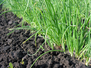 onion plantation