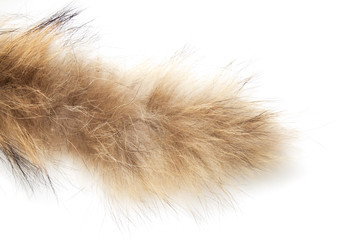 fur on white background