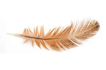 golden feather on a white background