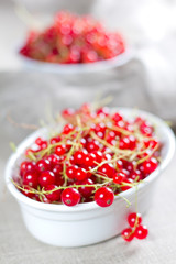 Red currant on the white bowl