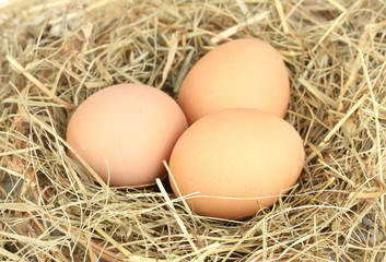 brown eggs in a nest of hay on white background close-up