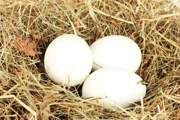 white eggs in a nest of hay close-up