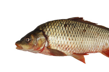 Carp isolated on white background