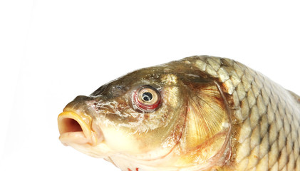 Carp isolated on white background