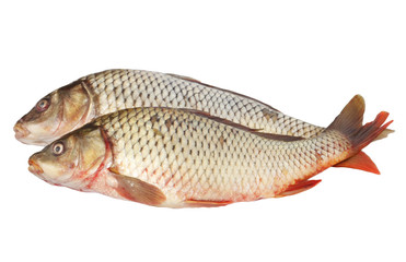 two carps isolated on white