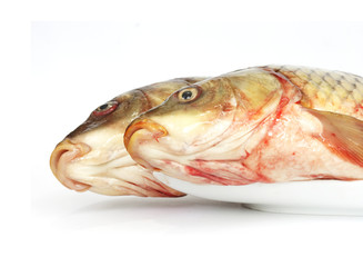 two carps isolated on white