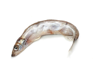 Capelin fish isolated on the white background
