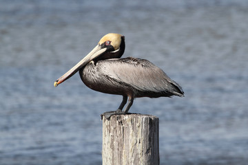 Brown Pelican