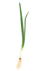 Spring onion isolated on white background.Green onion