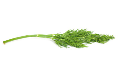 green dill isolated on white
