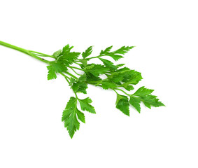 Fresh parsley isolated on white