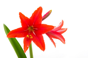 red flower on a white background