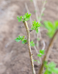 Young leaves of a raspberry
