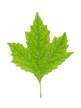 Green Maple Leaf isolated