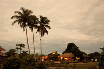 palm trees in  Little Village.